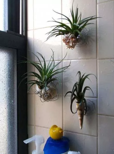 10 Plantas que absorben la humedad del baño