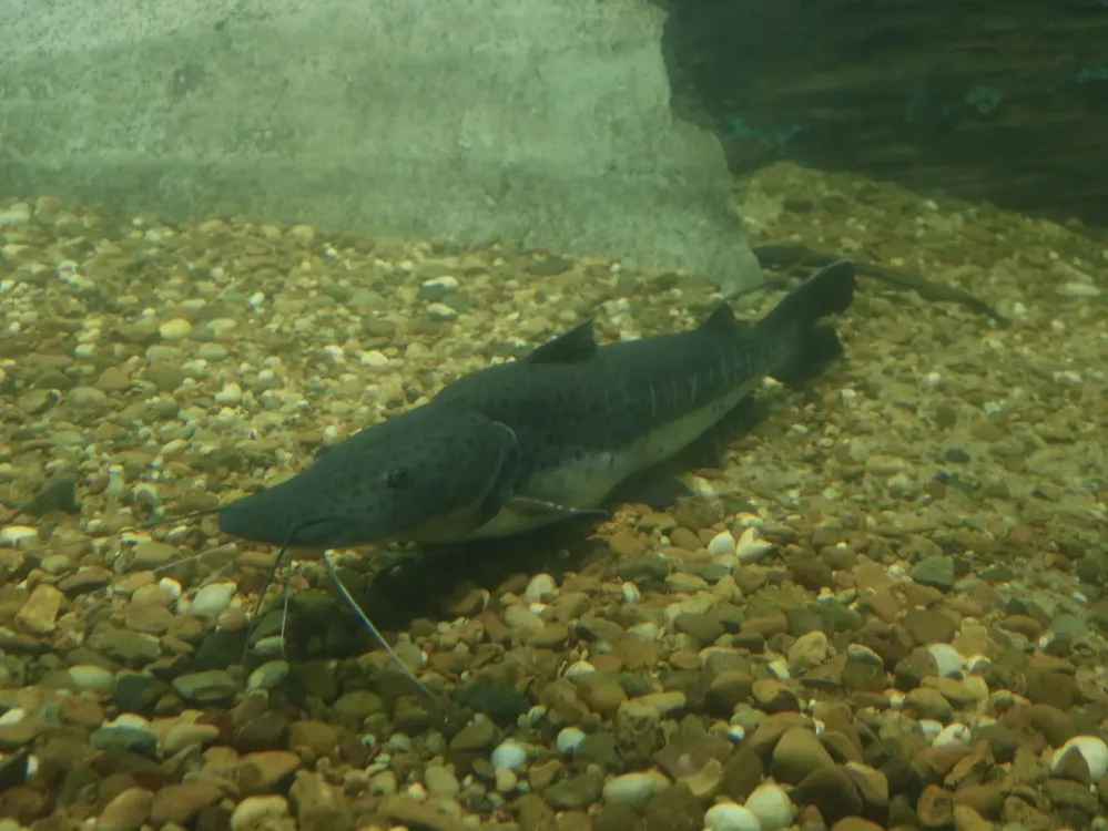 505117-milei-designo-a-pablo-quirno-en-cancilleria-pero-sigue-la-tension-interna-por-el-rest68fac7b27bcb1